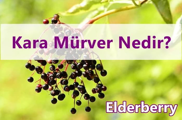 Kara Mürver (Sambucus Nigra) Nedir?