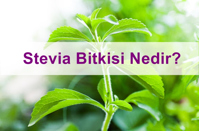 Stevia Bitkisi Nedir?